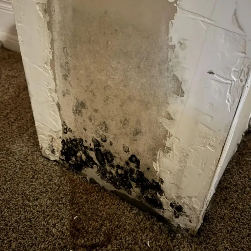 Professional Mold Removal in Kearney, NE